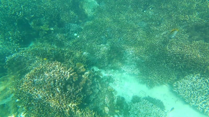 中の島ビーチの水中の様子