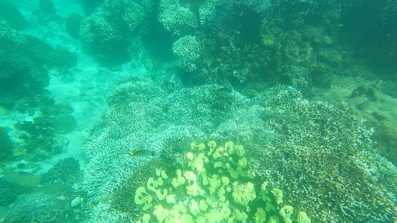 中の島ビーチの水中の様子