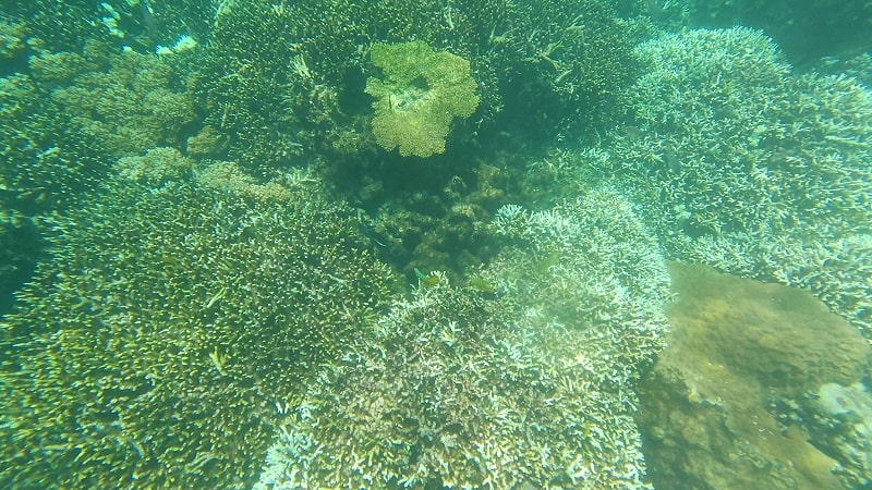 中の島ビーチの水中の様子