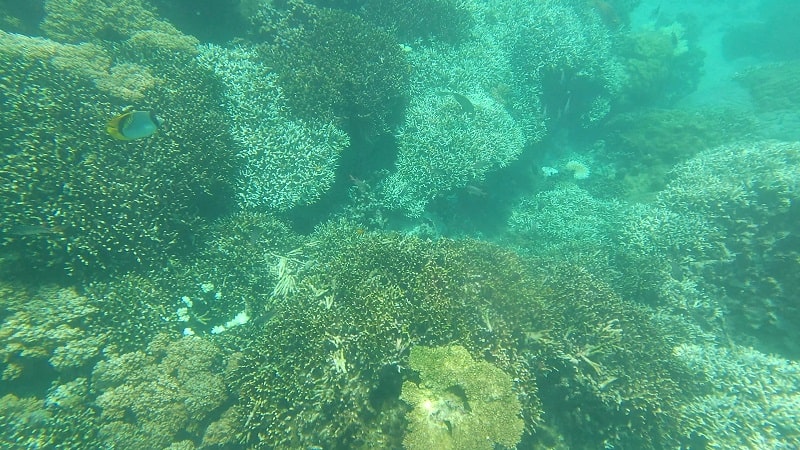 中の島ビーチの水中の様子