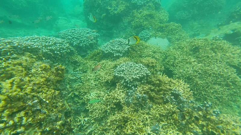 中の島ビーチの水中の様子