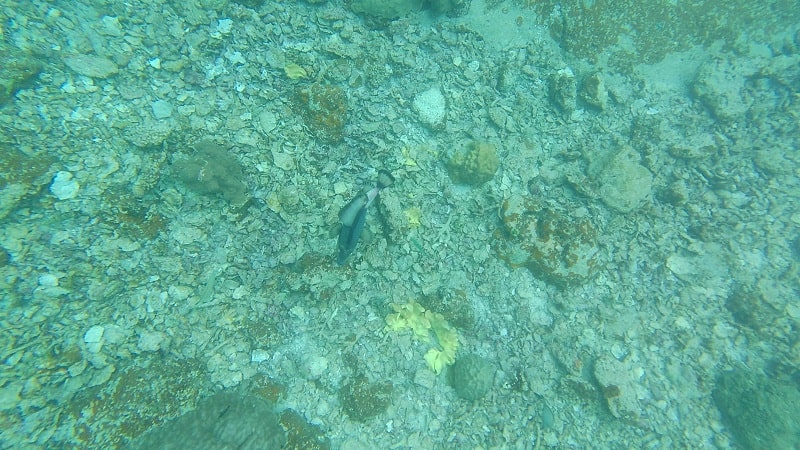 中の島ビーチの水中の様子