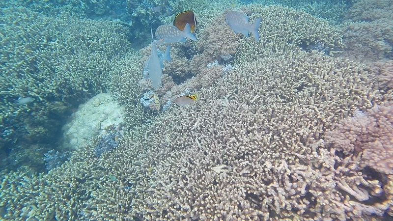 中の島ビーチの水中の様子