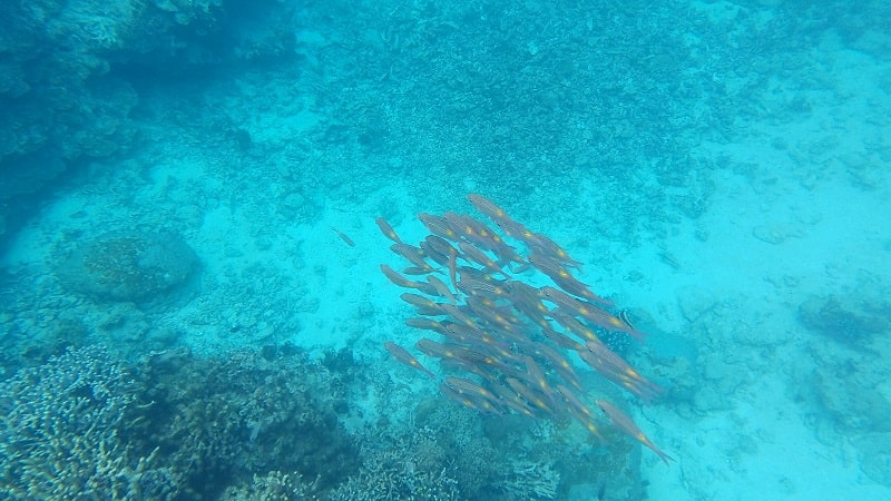中の島ビーチの水中の様子