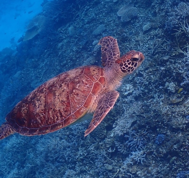 八重干瀬シュノーケル・ウミガメ