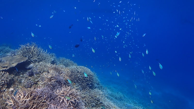 八重干瀬シュノーケル・海中の様子