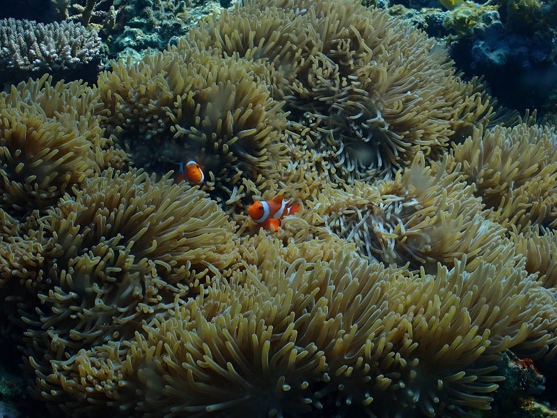 八重干瀬シュノーケル・クマノミ