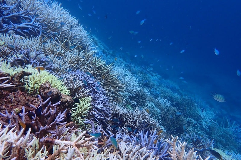 八重干瀬シュノーケル・海中の様子