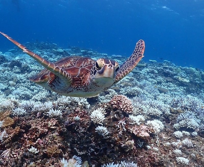 八重干瀬シュノーケルツアーで見たウミガメ