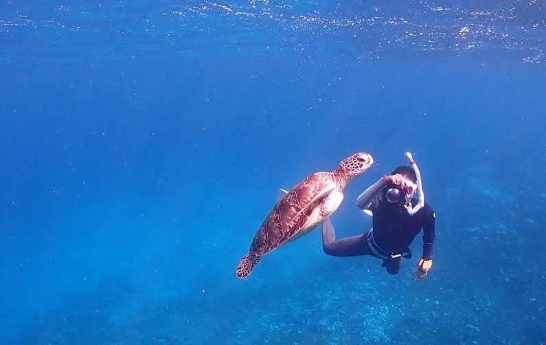 八重干瀬シュノーケル・浮上するウミガメ