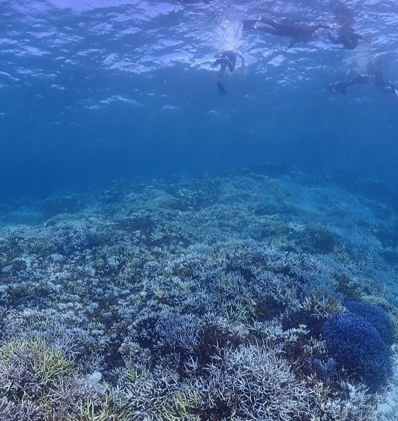 八重干瀬シュノーケル・海中の様子