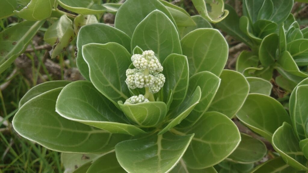 万座毛に生えている植物