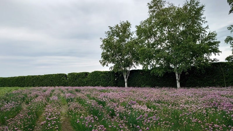 ファーム富田の花畑