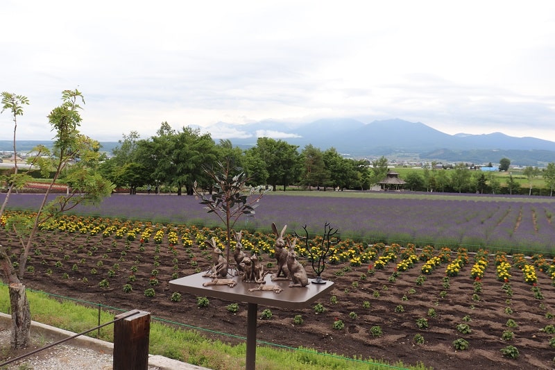 ファーム富田の花畑