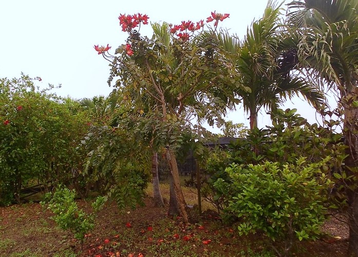 まいぱり園内の植物