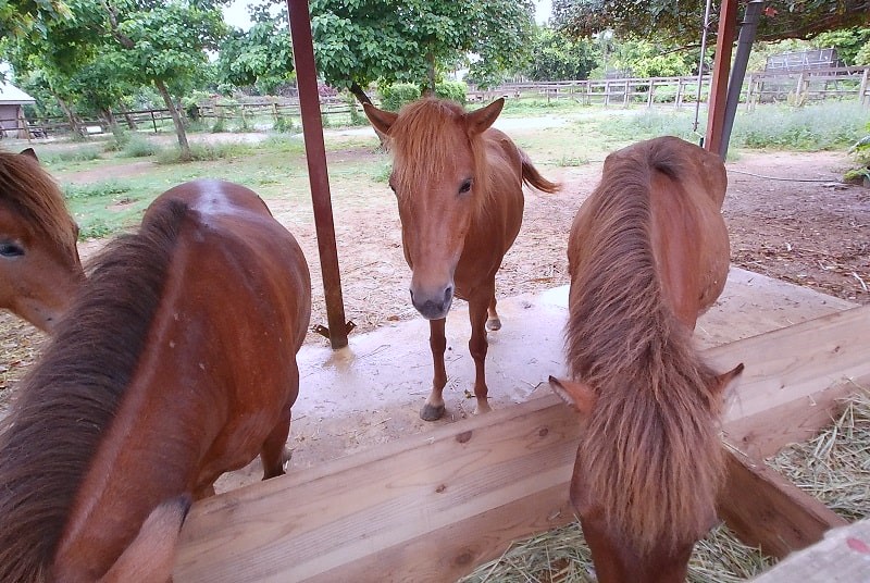 まいぱりの宮古馬