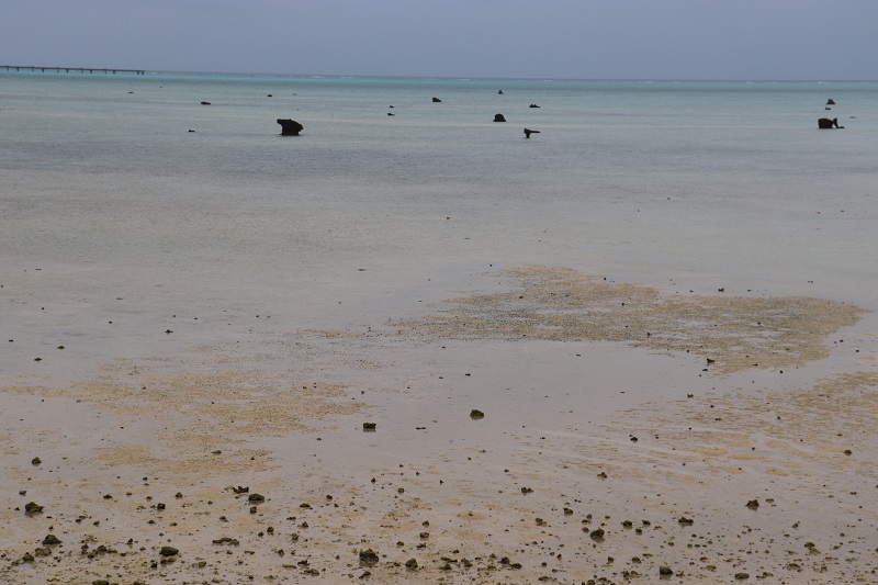 佐和田の浜 干潮