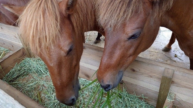 まいぱりの宮古馬